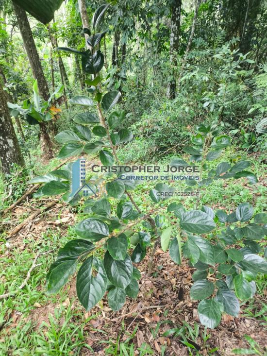 chacara-venda-jardim-da-serra-sao-lourenco-da-serra-1016926